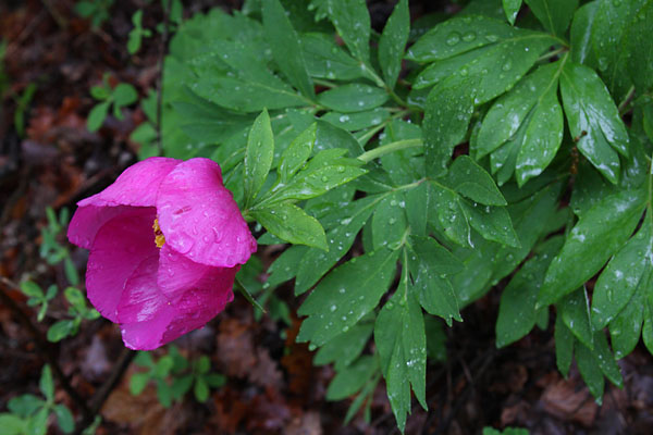 Pivoine, Paeonia officinalis, Valle du Buch, Hautes-Alpes , mai 2012