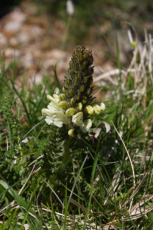Pdiculaire  toupets, Pedicularis comosa, Valle du Buch, Hautes-Alpes , mai 2012