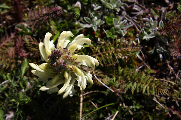 Pdiculaire  toupets, Pedicularis comosa, Valle du Buch, Hautes-Alpes , mai 2012