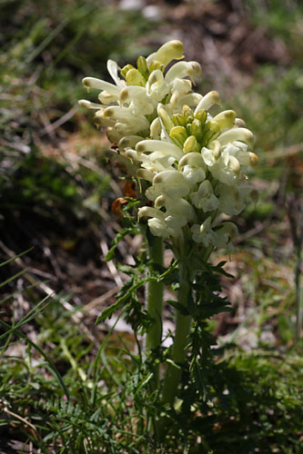 Pdiculaire  toupets, Pedicularis comosa, Valle du Buch, Hautes-Alpes , mai 2012