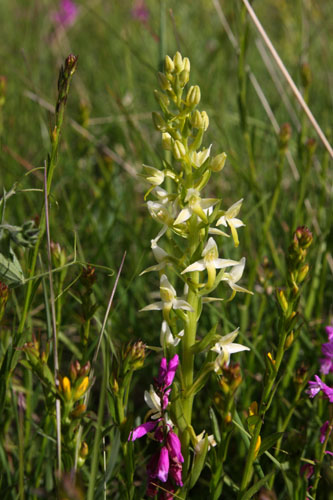Platanthre  2 feuilles, Platanthera bifolia, Valle du Buch, Hautes-Alpes , mai 2012