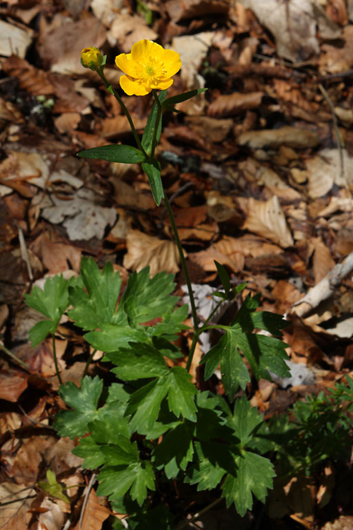 Renoncule crochue, Ranunculus aduncus, Valle du Buch, Hautes-Alpes , mai 2012