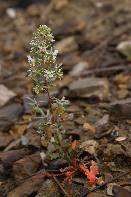 Rsda raiponce, Reseda phyteuma, Valle du Buch, Hautes-Alpes , mai 2012