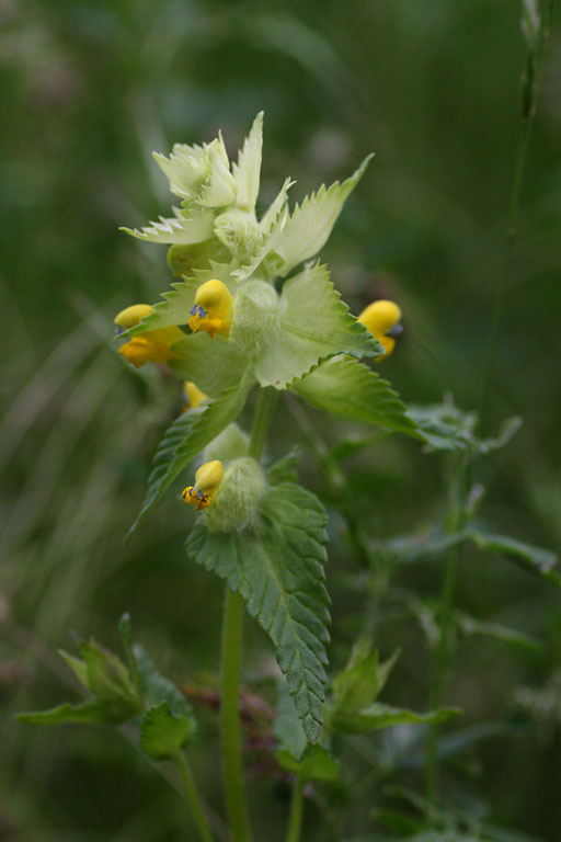 Rhinanthe crte-de-Coq, Rhinanthus alectorolophus, Valle du Buch, Hautes-Alpes , mai 2012