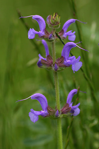 Sauge des prs, Salvia pratensis, Valle du Buch, Hautes-Alpes , mai 2012