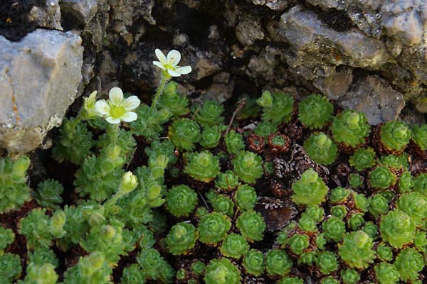 Saxifrage du Dauphin, Saxifraga exarata subsp. delphinensis, Valle du Buch, Hautes-Alpes , mai 2012