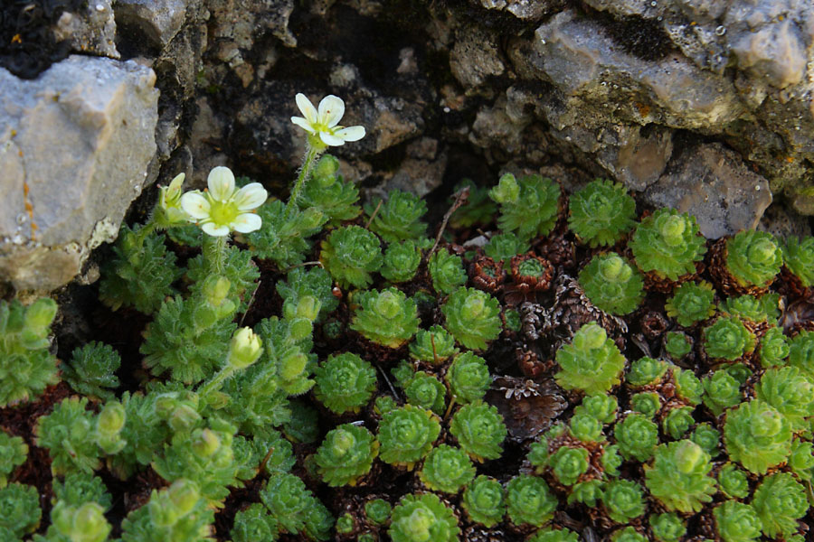 Saxifrage du Dauphin, Saxifraga exarata subsp. delphinensis, Valle du Buch, Hautes-Alpes , mai 2012