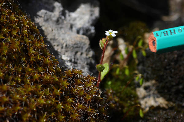 Saxifrage tridactyle, Saxifraga tridactylites, Valle du Buch, Hautes-Alpes , mai 2012