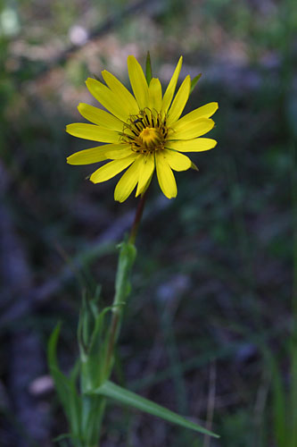Salsifis des prs, Tragopogon pratensis, Valle du Buch, Hautes-Alpes , mai 2012