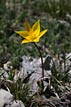 Tulipe australe