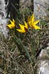 Tulipe australe