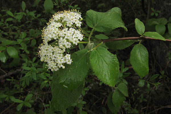 Viorne lantane, Viburnum lantana, Valle du Buch, Hautes-Alpes , mai 2012