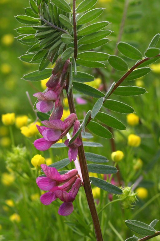 Vesce de Hongrie, Vicia pannonica subsp. striata, Valle du Buch, Hautes-Alpes , mai 2012