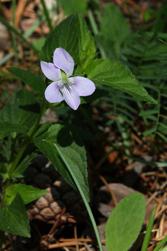 Violette de Jordan, Viola jordanii, Valle du Buch, Hautes-Alpes , mai 2012