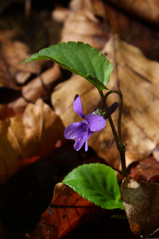 Violette des bois, Viola reichenbachiana, Valle du Buch, Hautes-Alpes , mai 2012