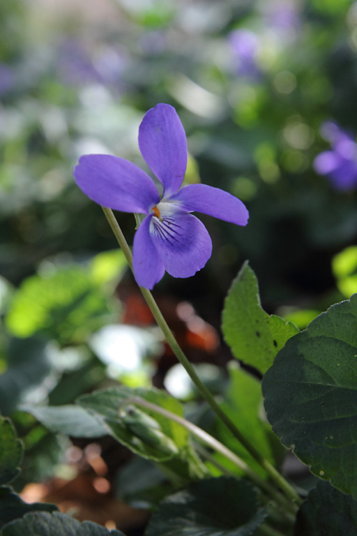 Violette