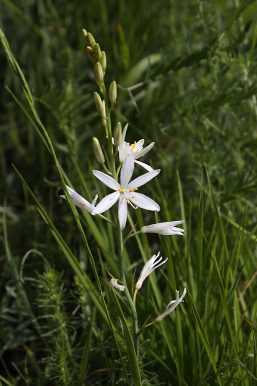 Phalangre  fleurs de lis, Anthericum liliago, Pic de Gleize, Hautes-Alpes , juin 2014
