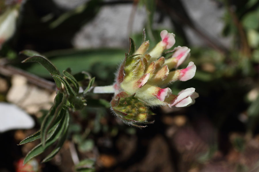 Anthyllide alpestre, Anthyllis vulneraria subsp. alpestris, Dvoluy, Hautes-Alpes , juin 2014