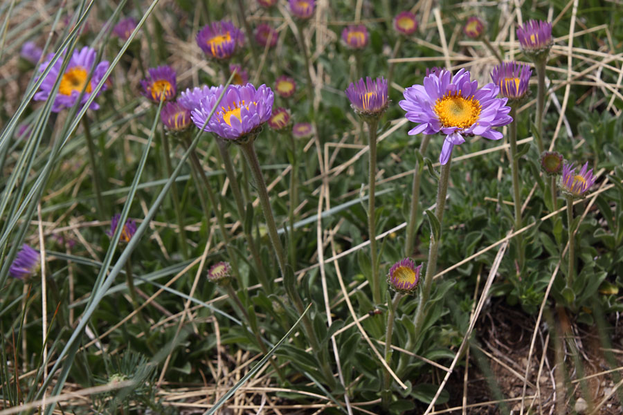 Aster des Alpes, Aster alpinus, Pic de Gleize, Hautes-Alpes , juin 2014