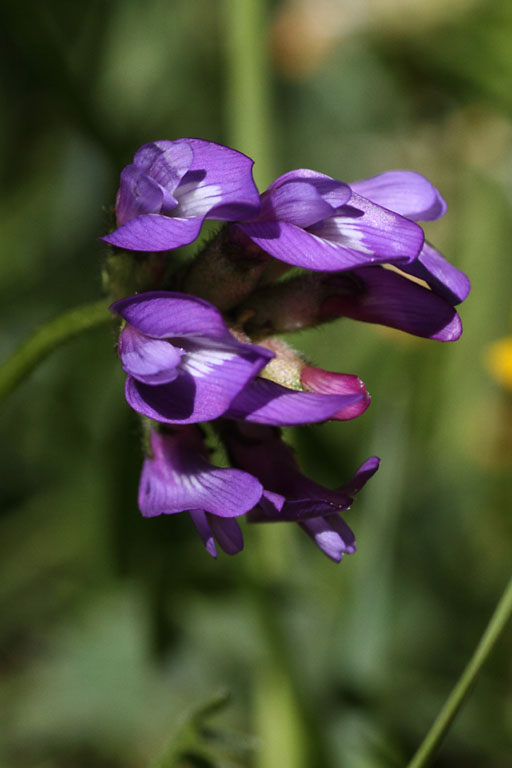 Astragale du Danemark, Astragalus danicus, Dvoluy, Hautes-Alpes , juin 2014