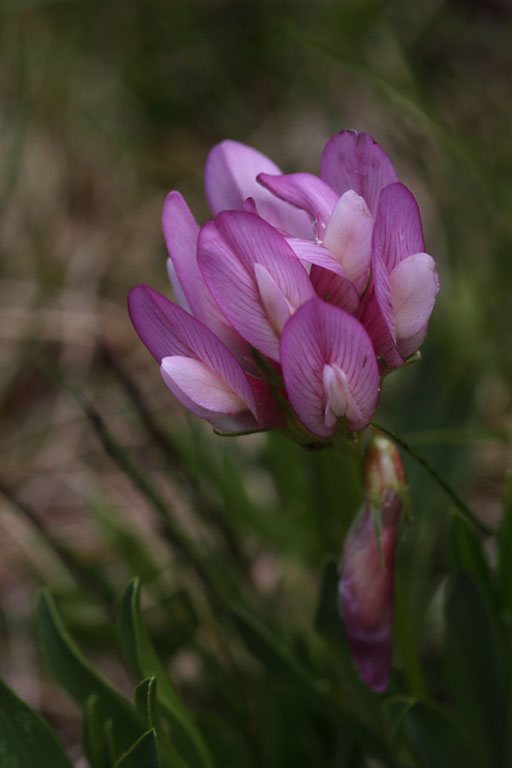 Astragale du Danemark, Astragalus danicus, Dvoluy, Hautes-Alpes , juin 2014