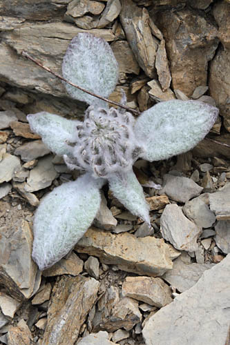 Brardie laineuse, Berardia subacaulis, Pic de Gleize, Hautes-Alpes , juin 2014