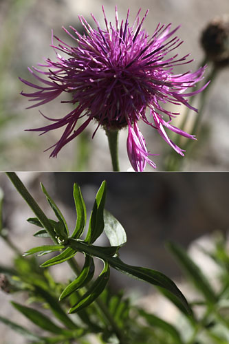 Centaure scabieuse, Centaurea scabiosa, Dvoluy, Hautes-Alpes , juin 2014