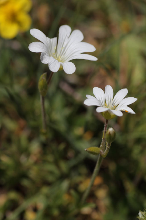 Craiste des champs, Cerastium arvense, Dvoluy, Hautes-Alpes , juin 2014