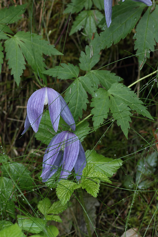 Clmatite des Alpes, Clematis alpina, fort de Boscodon, Hautes-Alpes , juin 2014