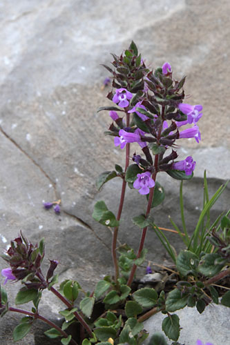 Calament des Alpes, Clinopodium alpinum, Pic de Gleize, Hautes-Alpes , juin 2014