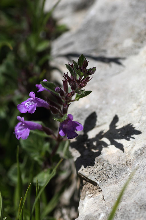 Calament des Alpes, Clinopodium alpinum, Dvoluy, Hautes-Alpes , juin 2014