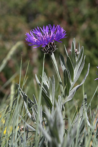 Centaure de Cse, Cyanus triumfettii subsp. axillaris, Pic de Gleize, Hautes-Alpes , juin 2014