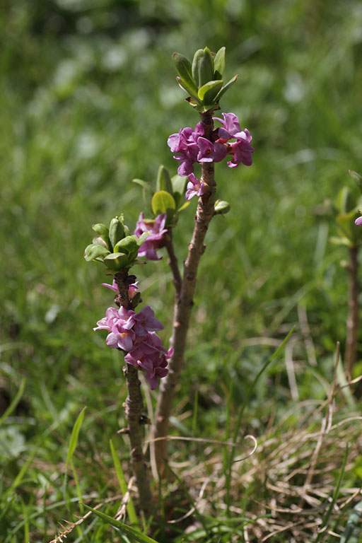 Joli-bois, Daphne mezereum, Dvoluy, Hautes-Alpes , juin 2014