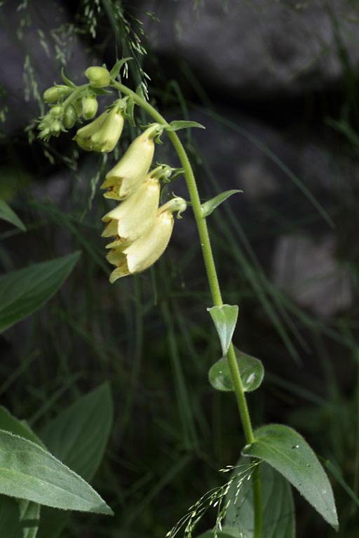Digitale  grandes fleurs, Digitalis grandiflora, Valle de Molines-en-Champsaur, Hautes-Alpes , juin 2014