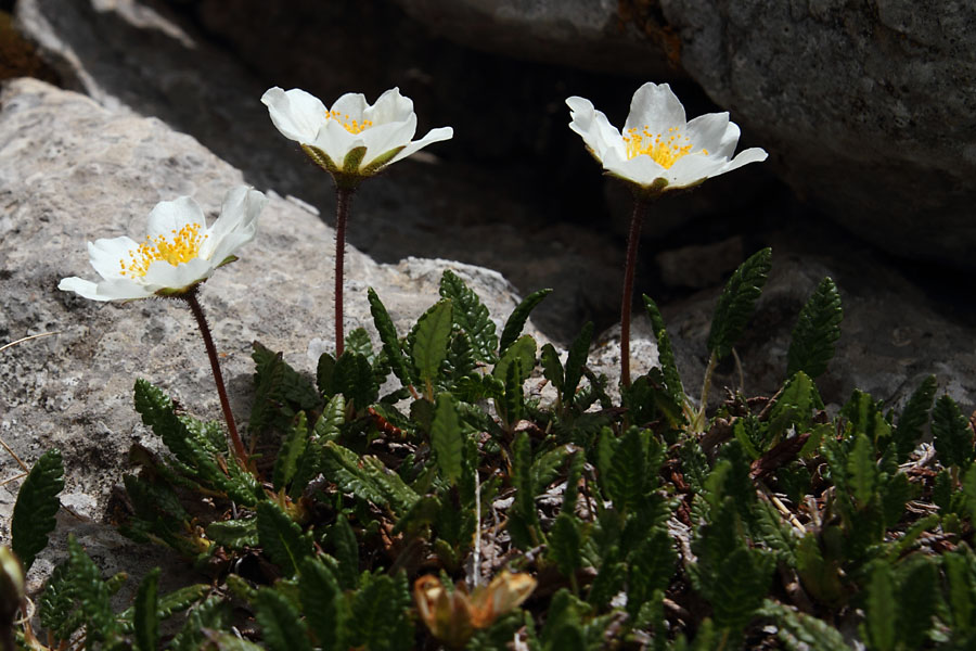 Dryade  huit ptales, Dryas octopetala, Pic de Gleize, Hautes-Alpes , juin 2014