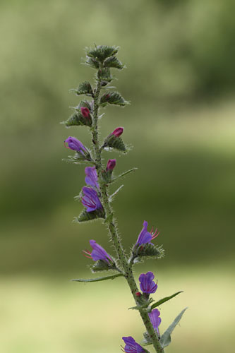 Viprine commune, Echium vulgare, Valle de Molines-en-Champsaur, Hautes-Alpes , juin 2014