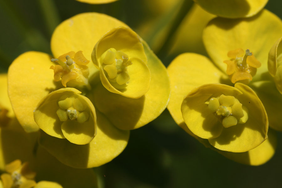 Euphorbe petit-cyprs, Euphorbia cyparissias, Dvoluy, Hautes-Alpes , juin 2014