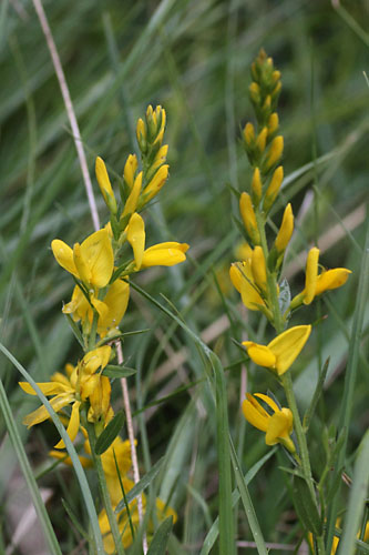 Gent des teinturiers, Genista tinctoria, plateau Bayard, Hautes-Alpes , juin 2014