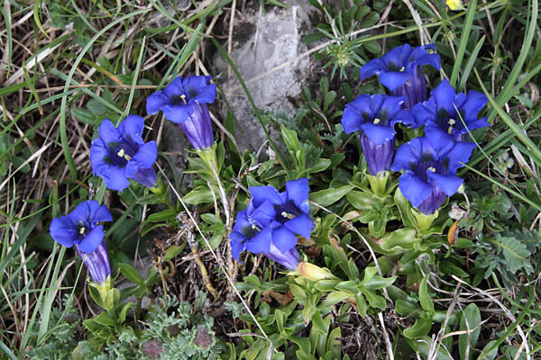 Gentiane acaule, Gentiana acaulis, Pic de Gleize, Hautes-Alpes , juin 2014