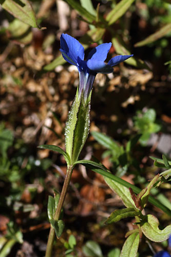Gentiane dauphinoise, Gentiana delphinensis, Dvoluy, Hautes-Alpes , juin 2014