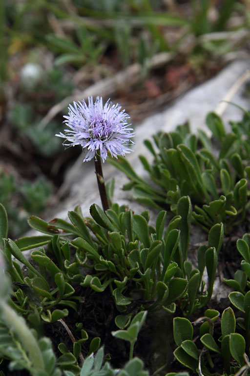 Globulaire  feuilles en curs, Globularia cordifolia, Pic de Gleize, Hautes-Alpes , juin 2014