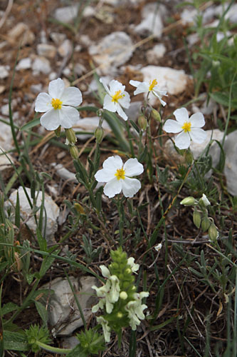 Hlianthme des Apennins, Helianthemum apenninum, Pic de Gleize, Hautes-Alpes , juin 2014