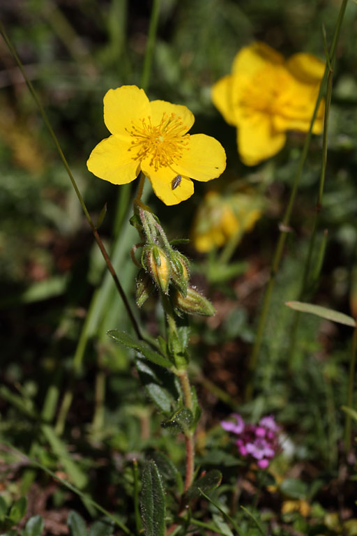 Hlianthme  grandes fleurs, Helianthemum grandiflorum, Valgaudemar, Hautes-Alpes , juin 2014