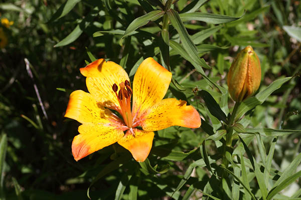 Lis orang, Lilium bulbiferum var. croceum, Valgaudemar, Hautes-Alpes , juin 2014