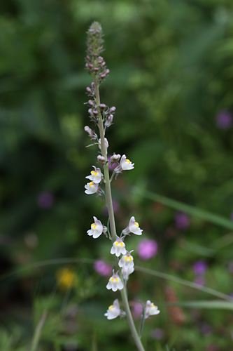 Linaire strie, Linaria repens, Valle de Molines-en-Champsaur, Hautes-Alpes , juin 2014