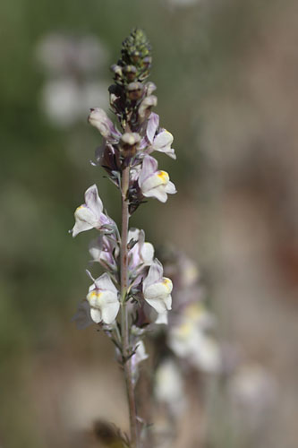 Linaire strie, Linaria repens, Dvoluy, Hautes-Alpes , juin 2014