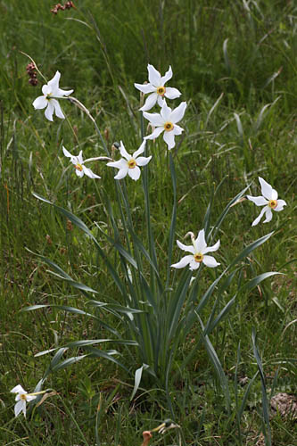 Narcisse des potes, Narcissus poeticus, Dvoluy, Hautes-Alpes , juin 2014