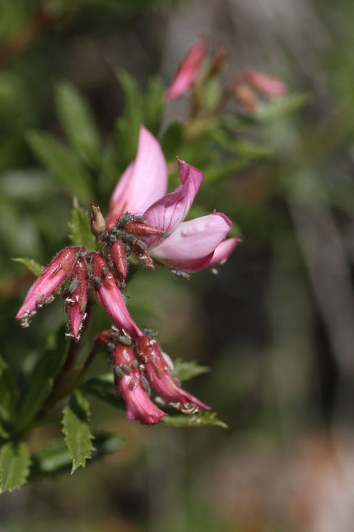 Bugrane buissonnante, Ononis fruticosa, Dvoluy, Hautes-Alpes , juin 2014