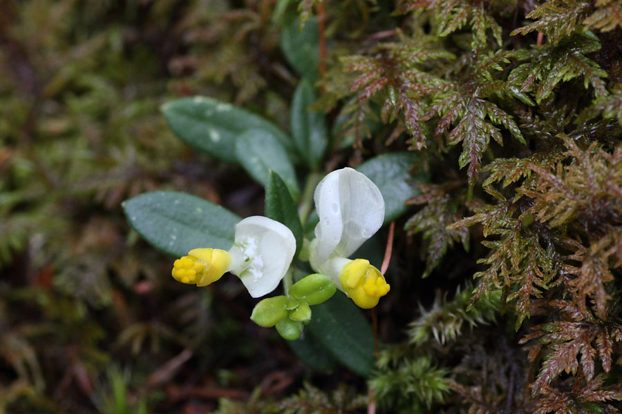 Polygala faux buis, Polygala chamaebuxus, fort de Boscodon, Hautes-Alpes , juin 2014