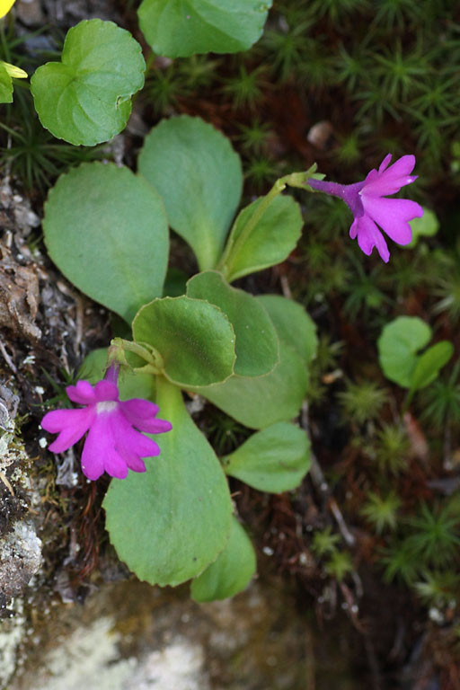 Primevre hirsute, Primula hirsuta, Valgaudemar, Hautes-Alpes , juin 2014